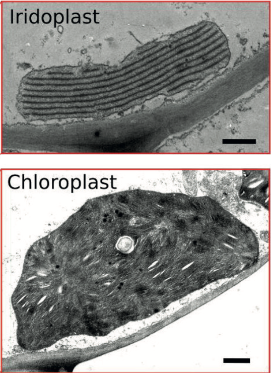 iridoplasts versus chloroplasts