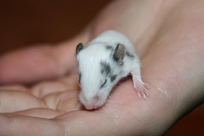 Prepubescent Mice Shed Tears To Fend Off Adults’ Romantic Advances