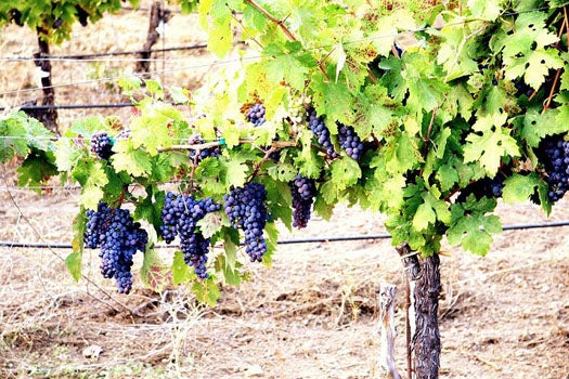 The Future of Wine: We Need New Breeds of Grape