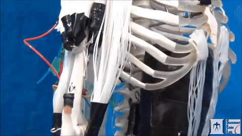Super-Ripped Robot Mimics Human Muscle