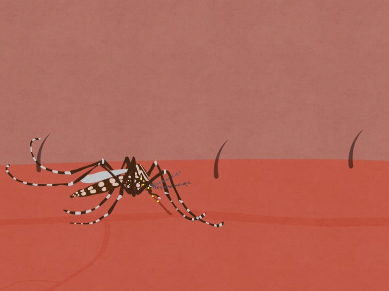 Watch: The Zika Virus Explained, In Three Minutes