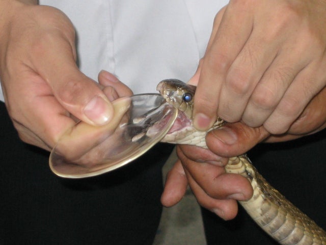 taking venom from a snake