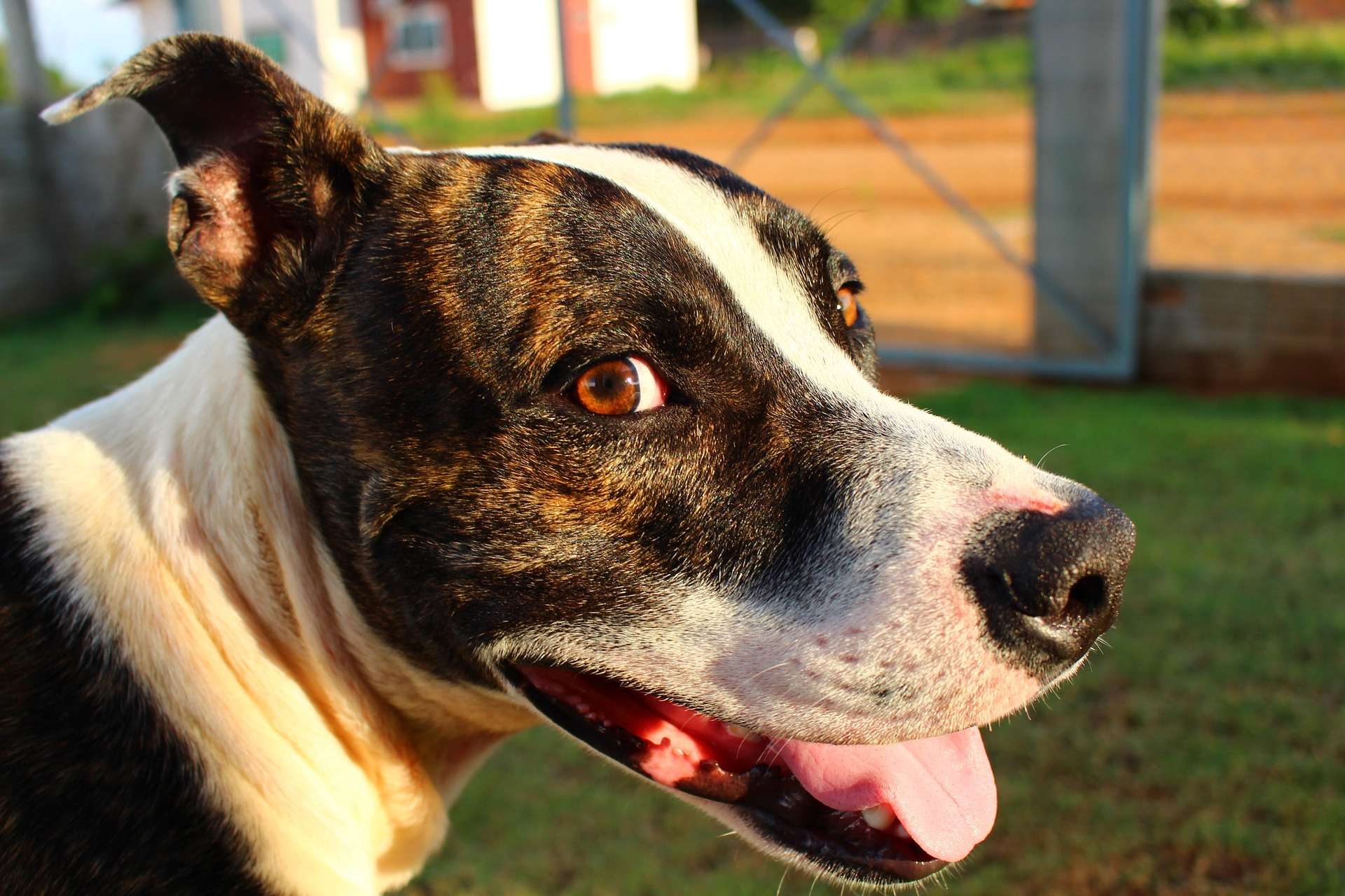 Shelters often mislabel dog breeds. But should we be labeling them at all?
