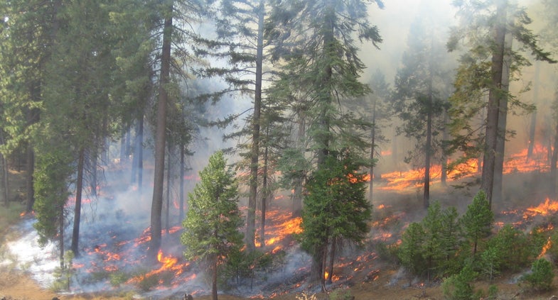 To Prevent Huge Forest Fires, Let Them Burn