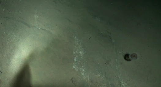 Video: Single-Celled Creatures As Big As Your Fist Found in Mariana Trench