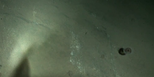 Video: Single-Celled Creatures As Big As Your Fist Found in Mariana Trench