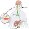 illustrated human's internal organs and the influence of the FG21 hormone