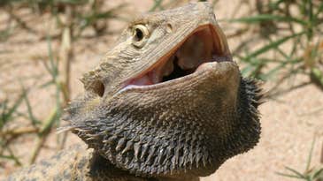 Sex Reversal In Bearded Dragons Creates Females That Behave Like Males