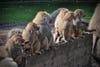 Stressed-out baboons probably just need a few friends to help calm them down. A research team <a href="http://www.pnas.org/content/109/42/16980">studied</a> observation records of 45 female baboons from 2001 to 2007, and as a result found that those with more friends had lower stress hormone levels. So if you're a female baboon, and you want to make said-friends, there's some grunting involved, but it also comes down to being just plain nice. The researchers from the University of Pennsylvania looked at how often the female baboons were alone, how often they touched other females, and how often they were aggressive. Scientists also considered how often the female baboons were approached by others and how often they grunted when approaching other females (a sign of good will, unlike in human social behavior). These behaviors helped to classify the female baboons as nice, aloof, or loner. The nice baboons had more close bonds, and thus had lower stress. Aloof females still had social ties, but less. And the loner baboons had significantly less "friends," and thus significantly higher stress hormone levels.