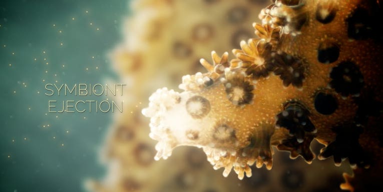 How Coral Bleaching Happens [Video]