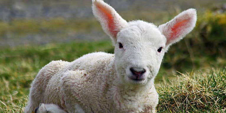 The World’s First Transgenic, ‘Handmade’ Cloned Sheep is Alive and Well in China