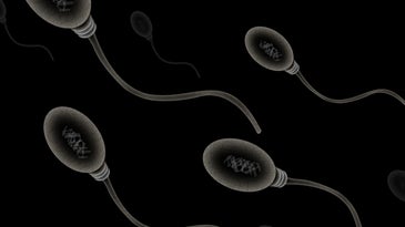 Chinese Scientists Turn Mouse Stem Cells Into Working Sperm Cells