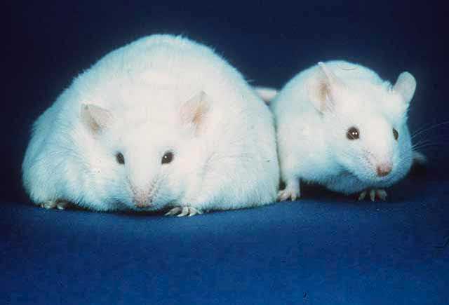 A Genetic Switch Could Turn Obesity On Or Off