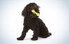 West Paw Design Zogoflex Hurley Guaranteed Tough Dog Bone Chew Toy