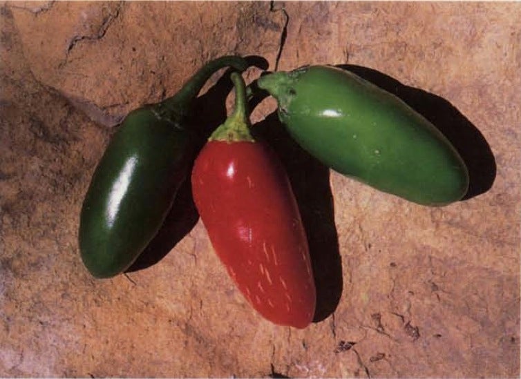 Three jalapeños: The middle one is red, the outer two are green.