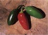 Three jalapeÃ±os: The middle one is red, the outer two are green.