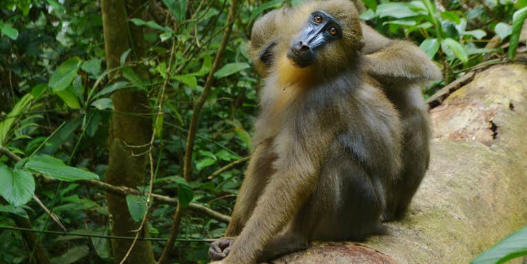 These monkeys avoid sick friends by sniffing their poo