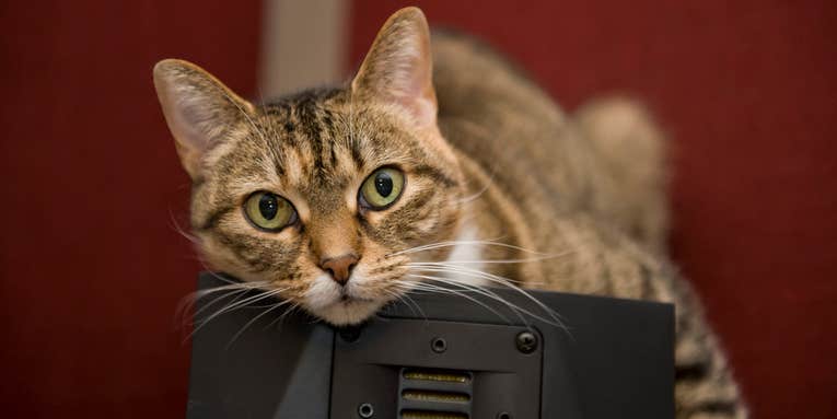 Now You Can Kickstart A Music Album Just For Your Cat