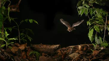 Will Growing Urban Noise Make Bats Worse At Hunting Down Food?