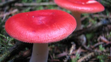 Mushrooms’ Spores May Help Bring Rain To Forests