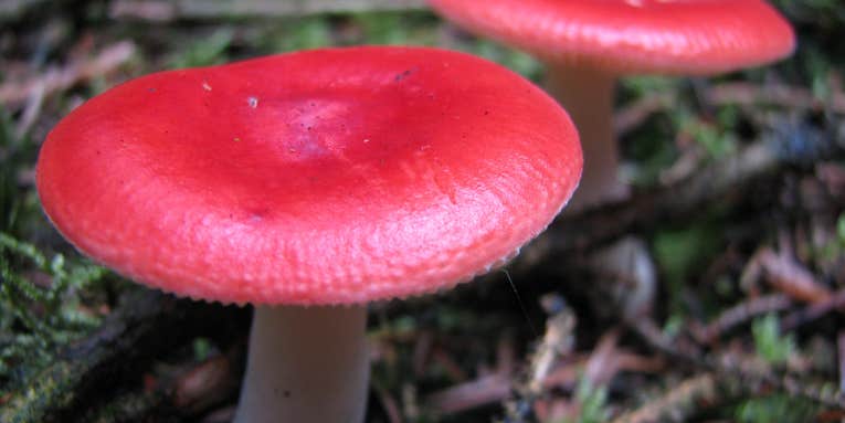 Mushrooms’ Spores May Help Bring Rain To Forests