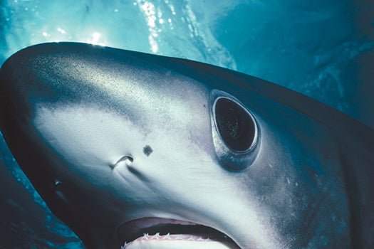 Sharks breathe with their gills, so their noses serve only to smell. They are particularly well tuned for hunting. Sharks can sense a prey's amino acids at concentrations as low as one part per billion.