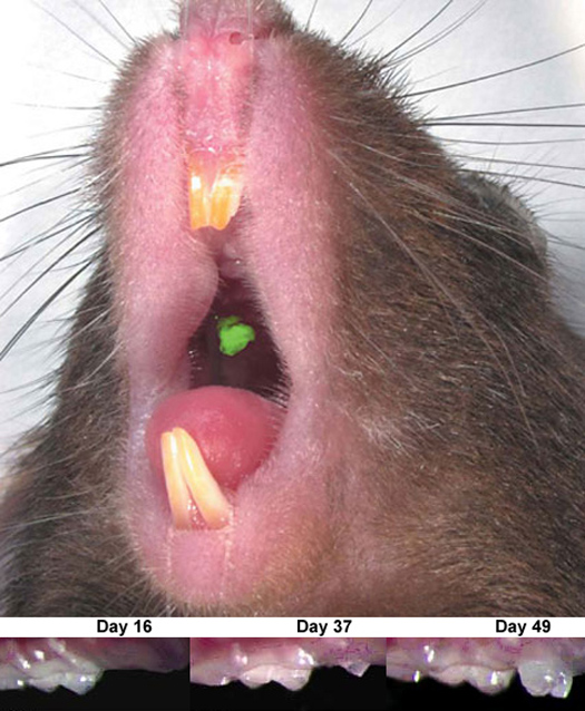 Stem Cells Used To Grow a New Tooth Inside a Mouse’s Mouth