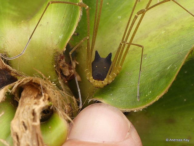 Spider-like creature with a body that looks like a black dog's head and four long, yellow legs.