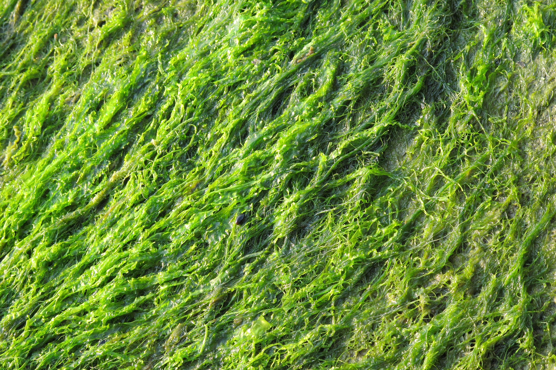 Seagrass Meadows Are Declining Globally at Alarming Rate