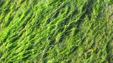 Oceans are losing a football field of seagrass every 30 minutes