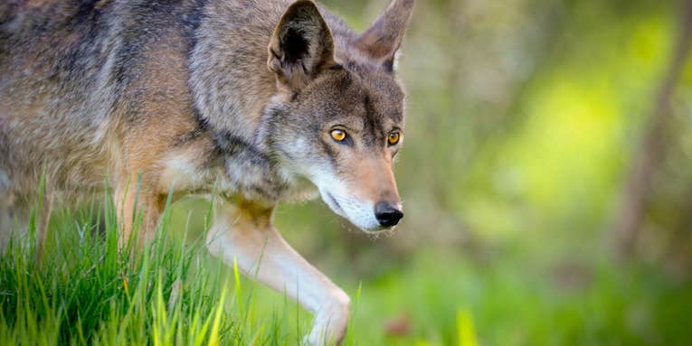 Research on Red, Eastern Wolves’ Ancestry Questions Protected Status Of Possible Hybrids