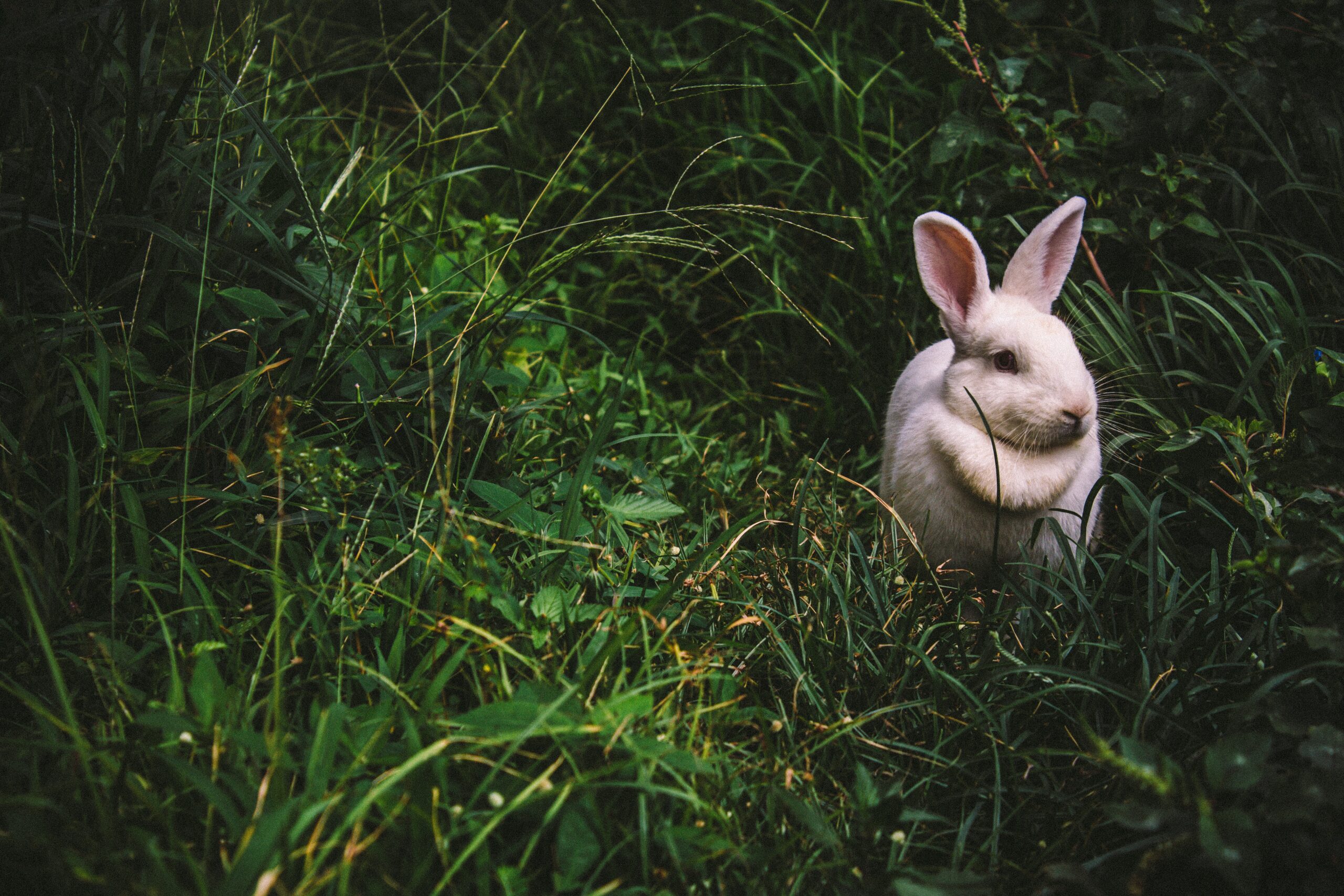 Sorry, but New Zealand really needs to kill these adorable rabbits