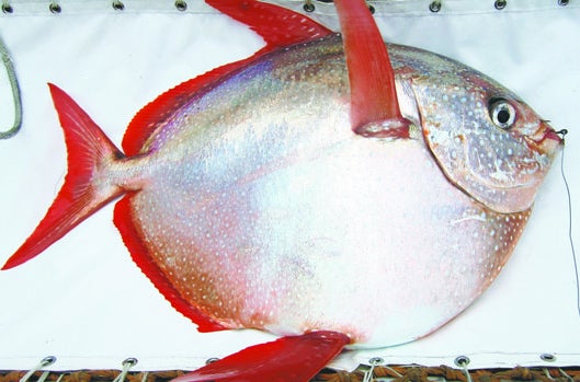 The Internet <a href="http://www.washingtonpost.com/news/energy-environment/wp/2015/05/14/scientists-have-discovered-the-first-warm-blooded-fish/?hpid=z1">went crazy over the opah</a>, which researchers from the National Oceanic and Atmospheric Administration say is the first warm-blooded fish ever discovered. Unlike their cold-blooded friends, opah generate heat as they swim, distributing the warmth throughout their bodies via special blood vessels. Their unique gills minimize heat loss, allowing them to stay warm even 250 feet below the surface. Before, warm-bloodedness is what distinguished mammals and birds from fish and reptiles, but this discovery certainly changes things. "There has never been anything like this seen in a fish's gills before," said Nick Wegner, lead author of <a href="http://www.sciencemag.org/content/348/6236/786">the report published in <em>Science</em> magazine</a>.