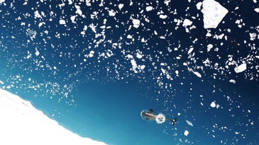 A killer whale swims amid floating ice in the Ross Sea. 
