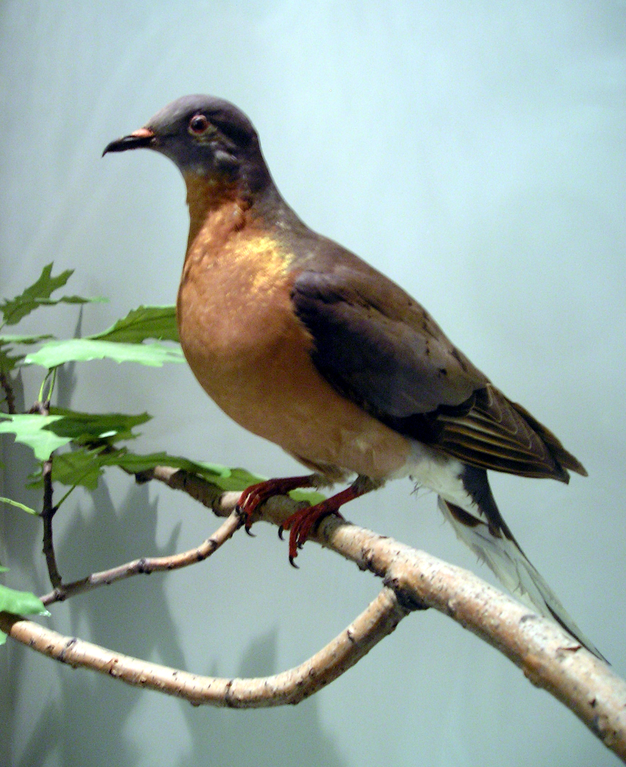 From Untold Billions To None: How Passenger Pigeons Went Extinct