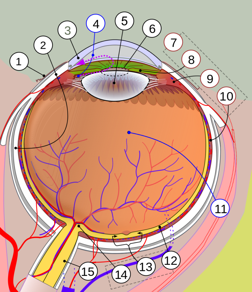 eyeball diagram
