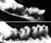 "If there was a market for preventing cavities in rats, I'd be a millionaire," Hillman says. (Top) Rat teeth colonized with a strain of <em>S. mutans</em>, also native to human teeth. (Bottom) Rat teeth with Hillman's nonlactic acid producing strain. The results are obvious: one rat needs major dental work.
