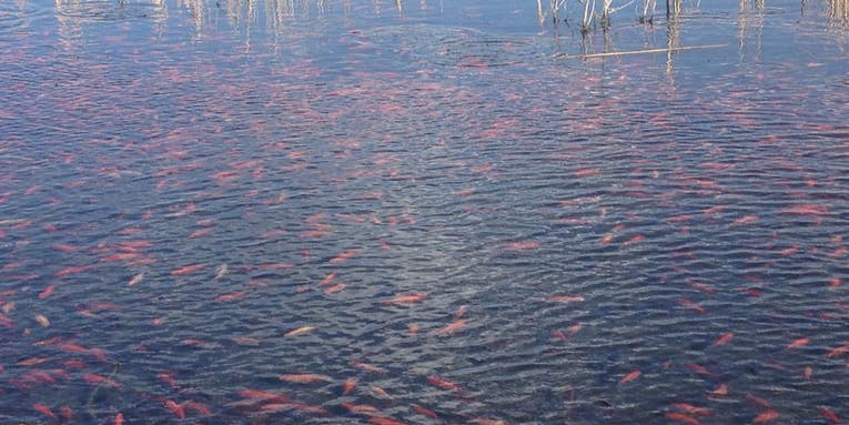 Colorado Lake Hosts Thousands of Invasive Goldfish