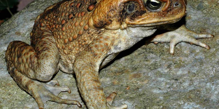 Australia’s Invasive Cane Toads Have Evolved To Hop Even Faster