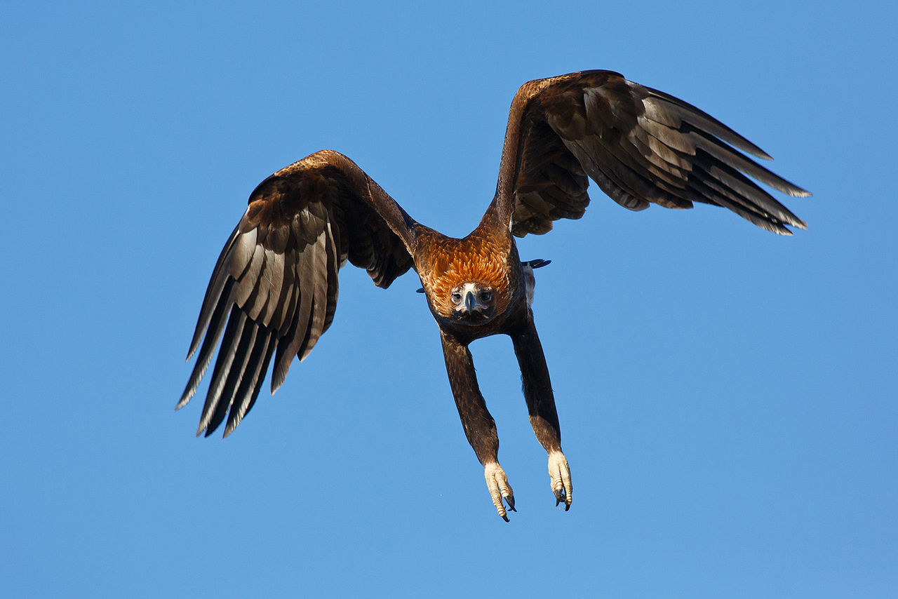 Australian Eagle Takes Down A Drone In A Split Second
