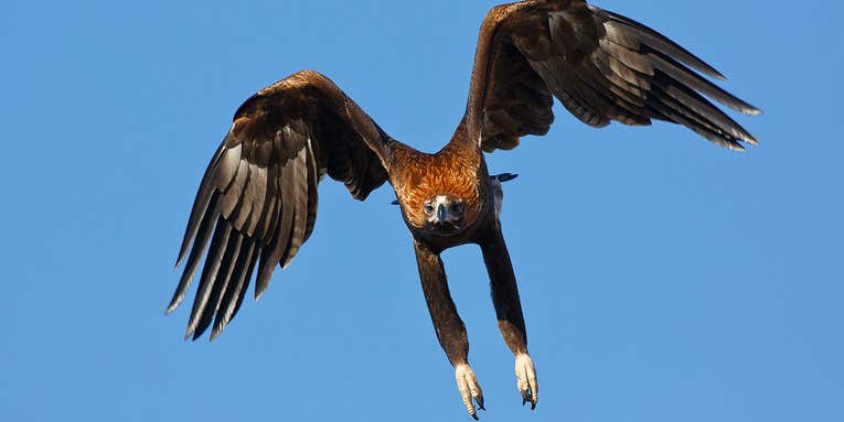 Australian Eagle Takes Down A Drone In A Split Second