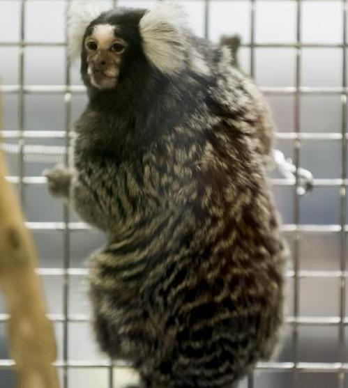 Baby marmosets that were introduced to solid food at a young age are <a href="http://www.uthscsa.edu/hscnews/singleformat2.asp?newID=4459">more likely to become obese</a>, and to eat larger quantities of food if given the chance, according to a new study. This early-life obesity resulted in a host of metabolic changes, including insulin resistance, a hallmark of type 2 diabetes. "With its small size and early maturation, we think the marmoset is going to be an exceptionally good model of early life obesity and offers many opportunities to further explore why youngsters become obese," said Suzette D. Tardif, associate professor of cellular and structural biology at the University of Texas-San Antonio School of Medicine. Tardif's team had noticed obesity patterns began at a young age in these small monkeys, and wanted to test whether marmosets could become overweight by simply eating more. Tardif found that patterns leading to obesity begin very early in young marmosets, around 30 days of age. A month-old marmoset is equivalent to a 5- to 8-month-old human. The researchers monitored marmoset eating patterns and found that certain infants were prone to eating more. Marmosets have much less body fat than humans, but takes considerably less fat for marmosets to develop metabolic disorders like insulin resistance. Infants that became obese took bigger slurps at a lick device, and by the time they reached adolescence, they were already insulin-resistant. Marmosets can thus become helpful models for studying obesity in children, the researchers say.