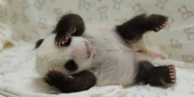 This Baby Panda Reuniting With Her Mom Is The Best Thing You’ll See On The Internet Today