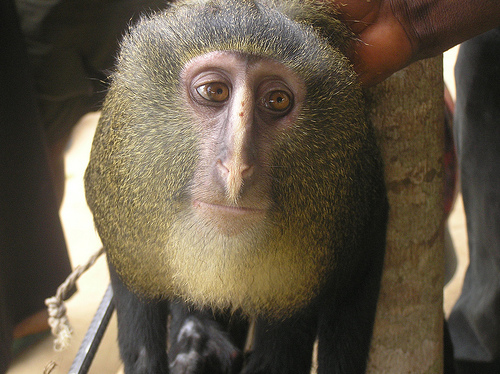 New Monkey Discovered, Looks Like Man In Monkey Suit