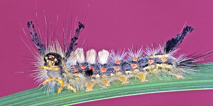 Colombia Plans To Fight Cocaine With Hungry Caterpillars