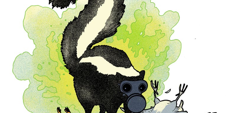 Do Skunks Hate The Smell Of Their Own Spray?