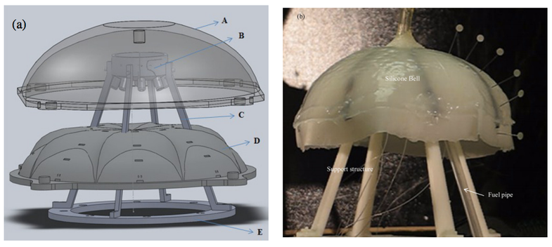 Fig. A is the computer design for Robojelly. Fig. B is the silicone bell Robojelly, powered by hydrogen fuel, out of the water. The pins on the bell are used for deformation.