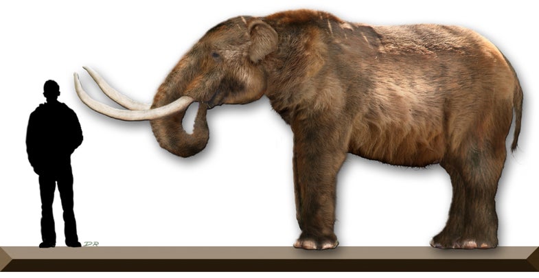 A mastodon carcass could totally rewrite American history—but there’s reason to be skeptical