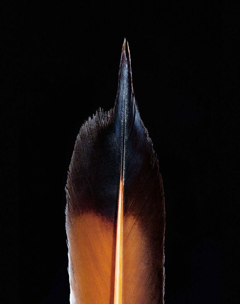The red-shafted flicker feather has an ombre coloring and comes to a point