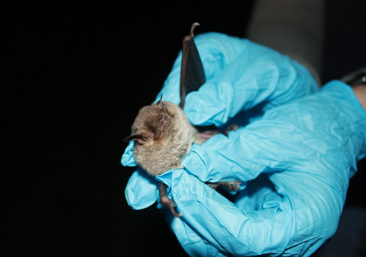 Bat Conference, Day 1: Students Rush To Front Lines In Battle to Save Bats